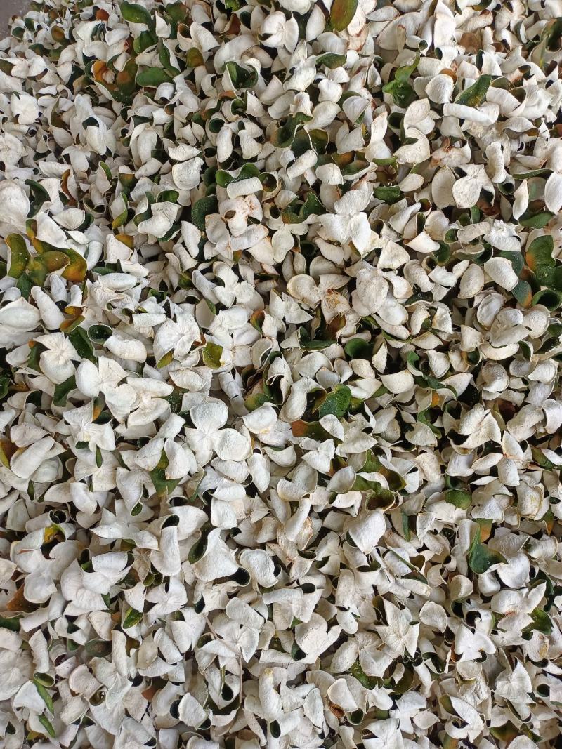 三花陈皮，湖北宜昌大量产地三花青陈皮供应