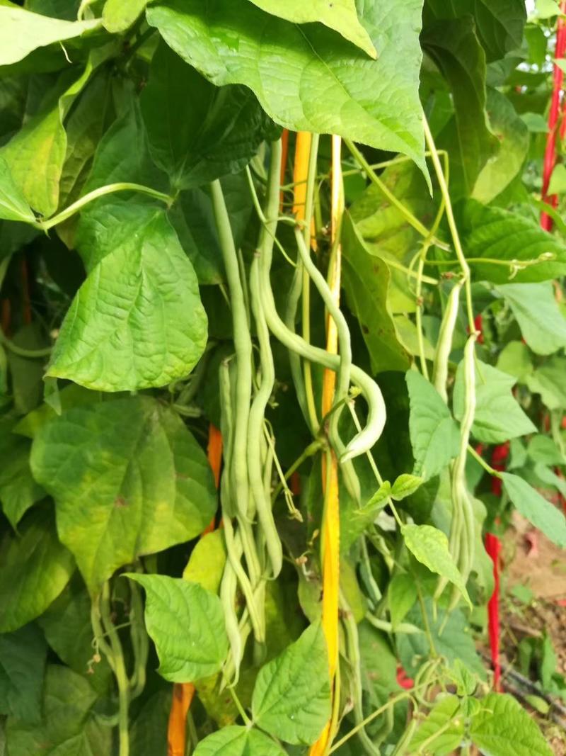杜绝假货豆角种子芸豆种子架豆王种子无筋豆菜籽蔬菜种子