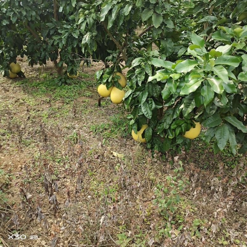 红柚，精品果1.6一3.5斤货好货多，量大从优，基地直供