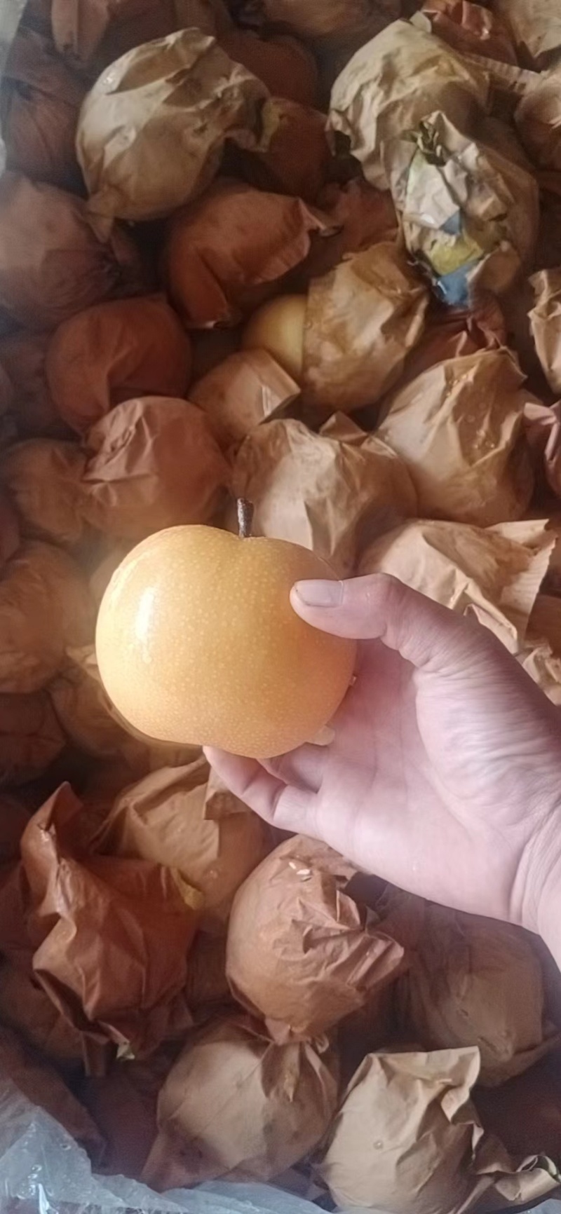 秋月梨