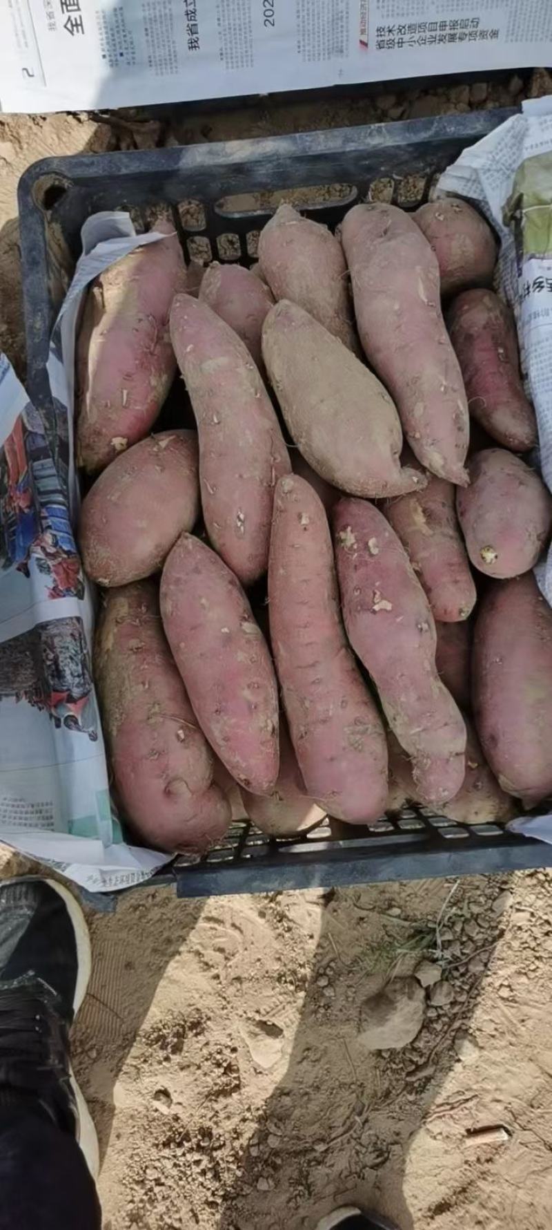 正宗陕西板栗红薯诚邀电商合作产地大量货源