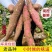陕西虢王日30吨板栗红薯集中上市价格低欢迎对接采购