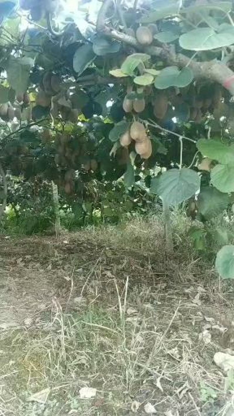湖南凤凰绿心米良一号猕猴桃大量出售或代办