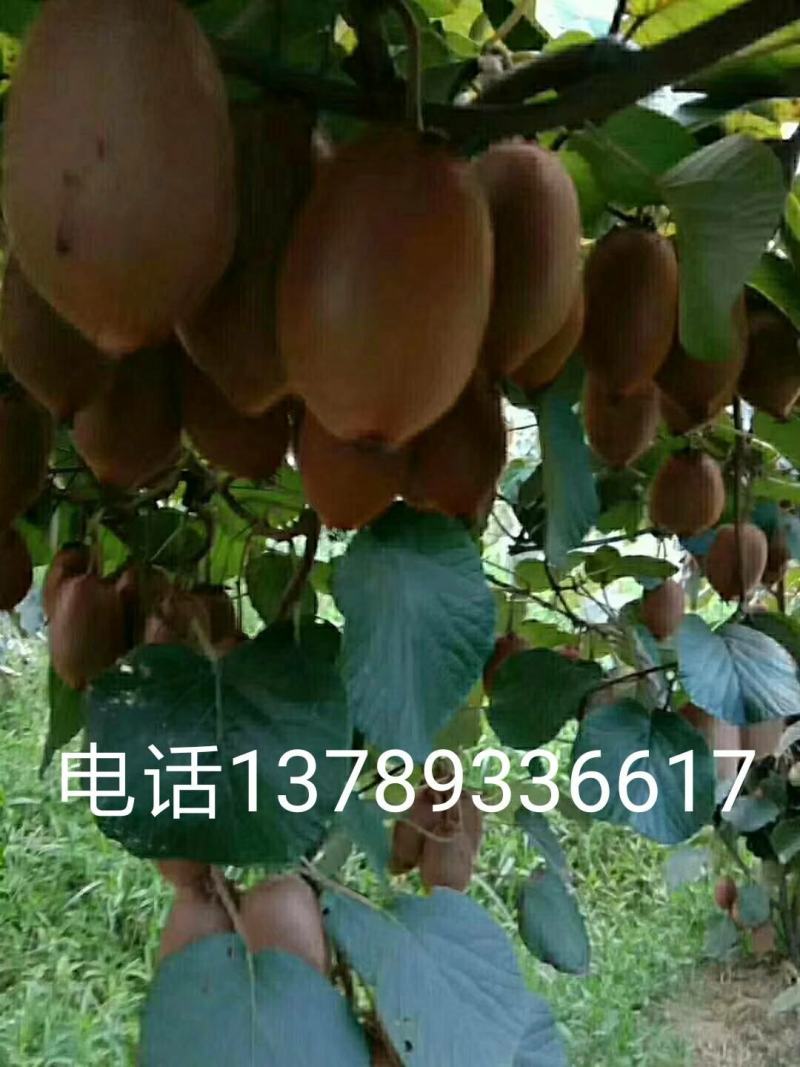 湖南凤凰绿心米良一号猕猴桃大量出售或代办