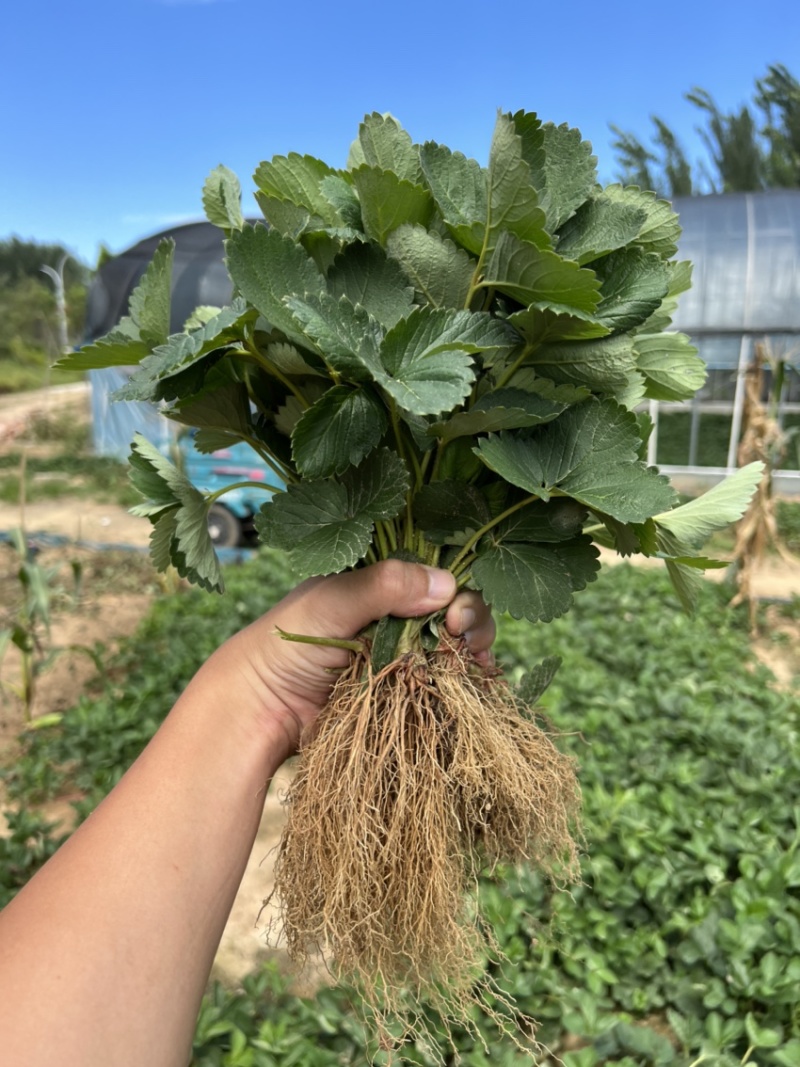 天仙醉草莓苗贵妃草莓苗产量高早熟品种脱毒天仙醉草莓苗