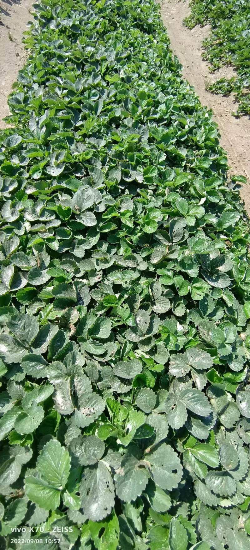 法兰地草莓苗脱毒法兰蒂适合南方种植甜茶理妙香七号