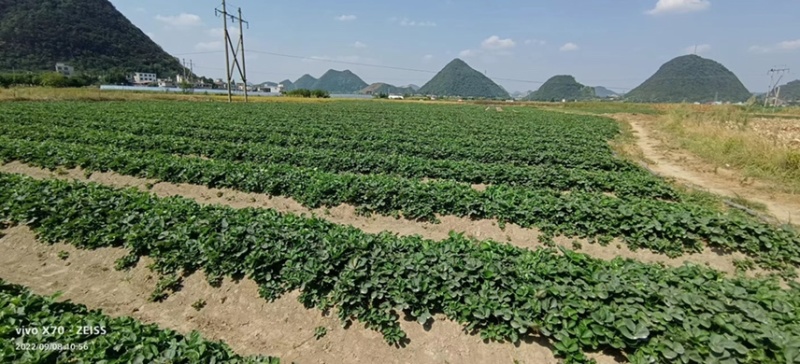 法兰地草莓苗脱毒法兰蒂适合南方种植甜茶理妙香七号