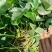 法兰地草莓苗脱毒法兰蒂适合南方种植甜茶理妙香七号