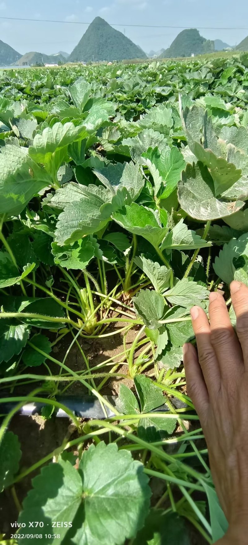 法兰地草莓苗脱毒法兰蒂适合南方种植甜茶理妙香七号