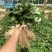 法兰地草莓苗脱毒法兰蒂适合南方种植甜茶理妙香七号