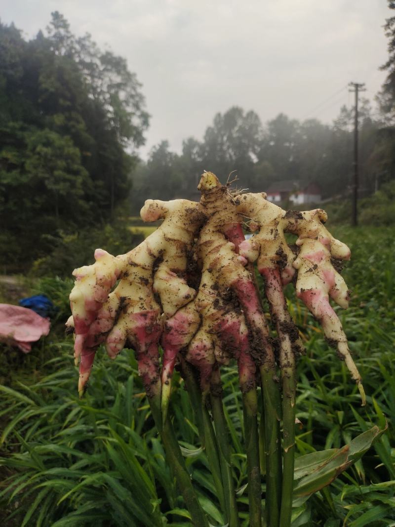 贵州惠水红牙姜，老母姜，地窖姜，冷库姜，仔姜，可水洗