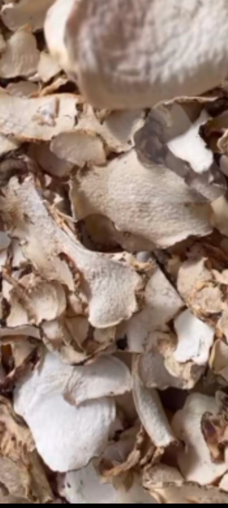 魔芋干片包邮魔芋干魔芋片魔芋豆腐原材料