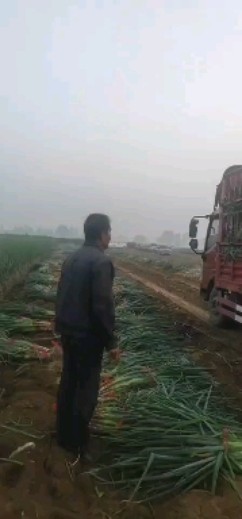 精品长白大葱，物美价廉
