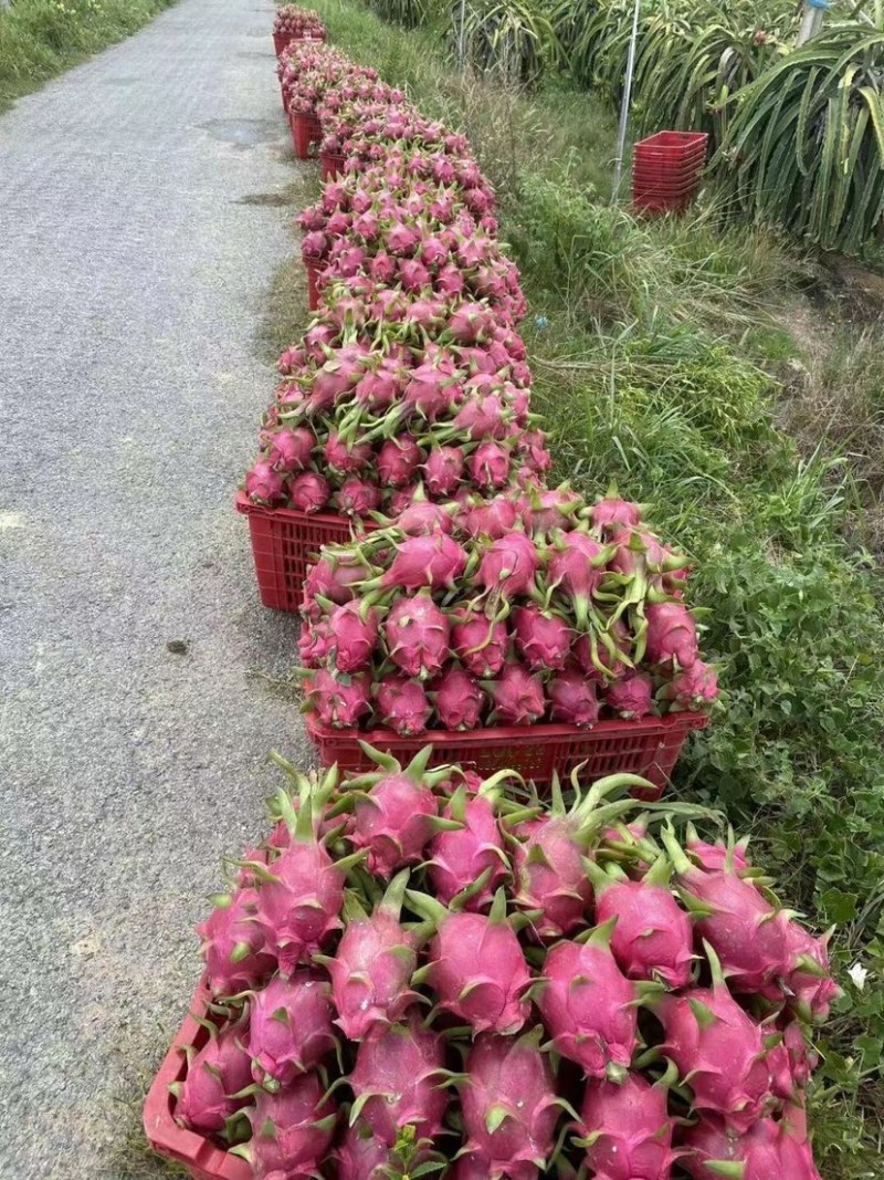 越南白心火龙果