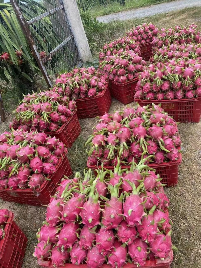 越南白心火龙果