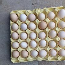 原产地：精品粉蛋（红心）双色粉蛋，初生蛋、小中码