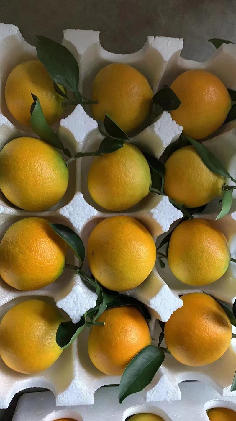 自家承包果园果冻橙，口感纯甜，入口化渣，一手货源，需要的