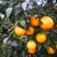 自家承包果园果冻橙，口感纯甜，入口化渣，一手货源，需要的