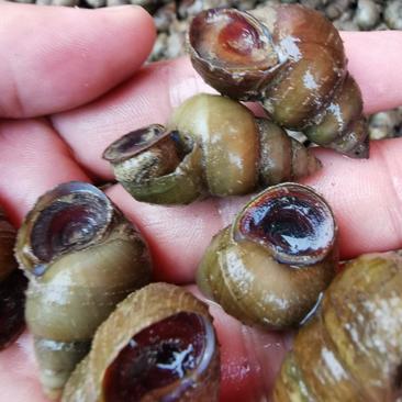 湖北仙桃水产淡水鲜活食用薄壳螺蛳一手货源支持一件代发