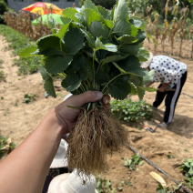 法兰地草莓苗脱毒法兰蒂适合南方种植甜茶理妙香七号