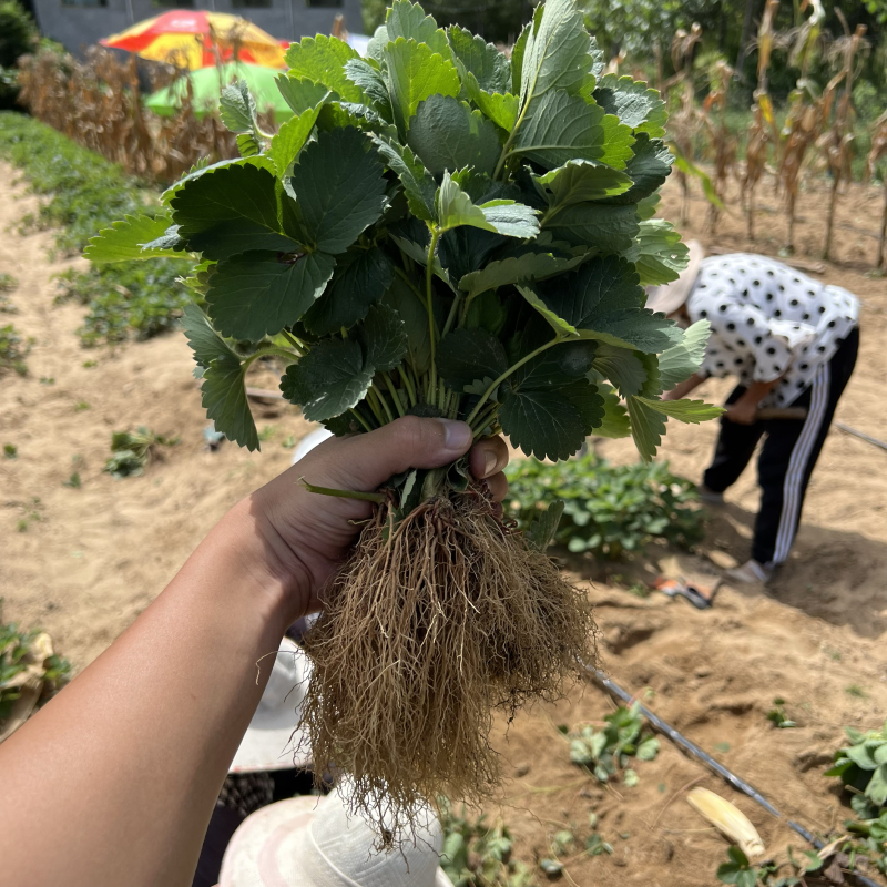 法兰地草莓苗脱毒法兰蒂适合南方种植甜茶理妙香七号