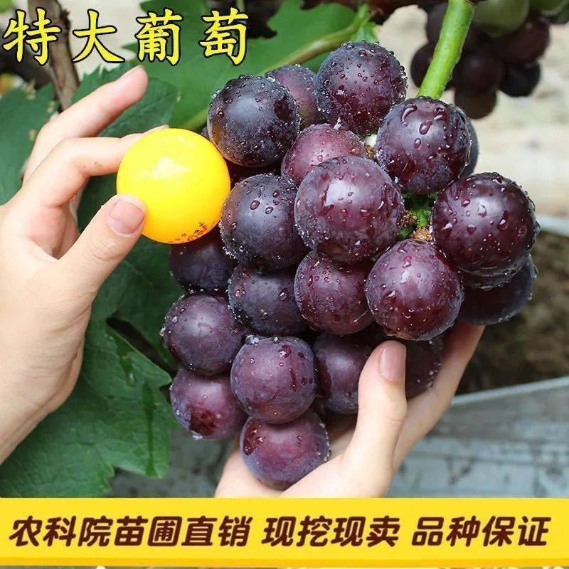 葡萄苗，扦插苗，乒乓球葡萄苗。