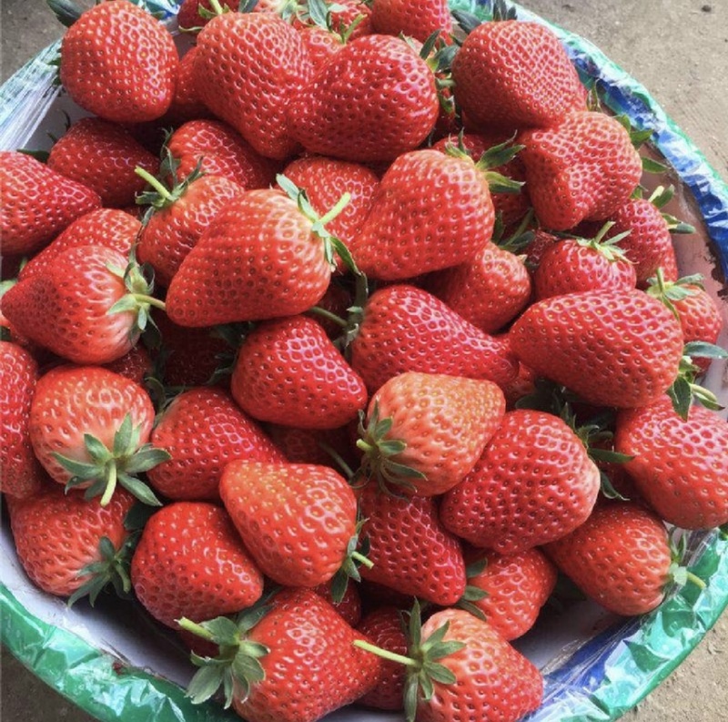 法兰地草莓苗脱毒法兰蒂适合南方种植甜茶理妙香七号