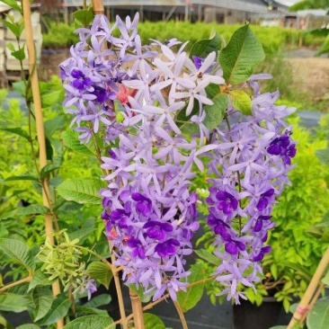 蓝花藤，紫花藤，泰国许愿藤，多年生，四季开花