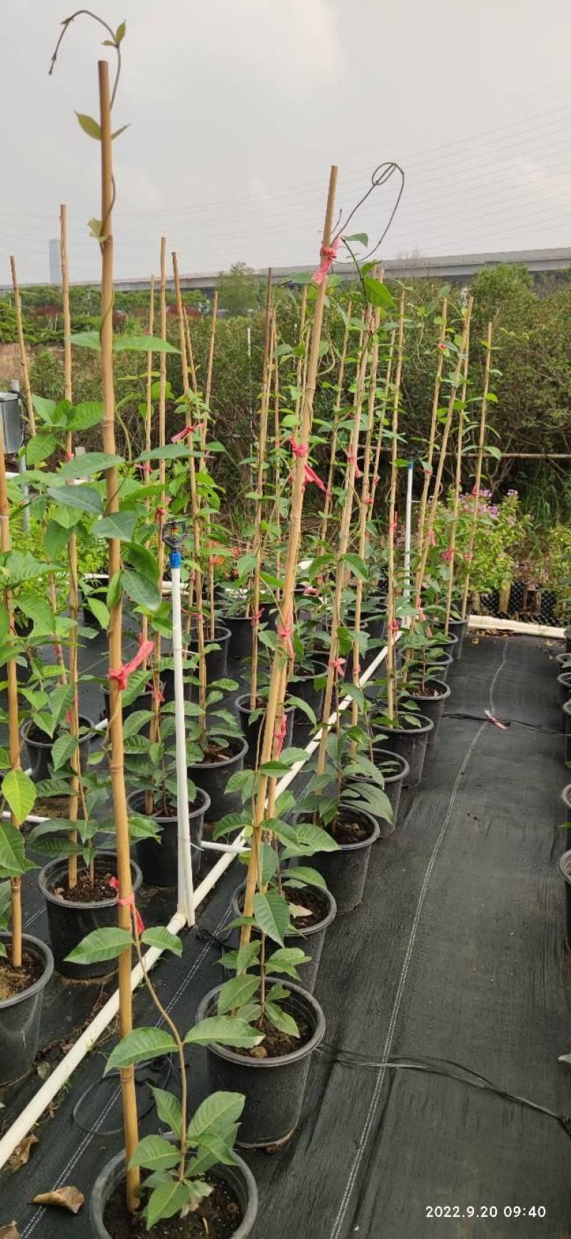蓝花藤，紫花藤，泰国许愿藤，多年生，四季开花