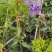蓝花藤，紫花藤，泰国许愿藤，多年生，四季开花