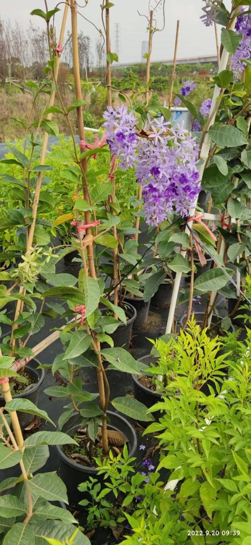 蓝花藤，紫花藤，泰国许愿藤，多年生，四季开花