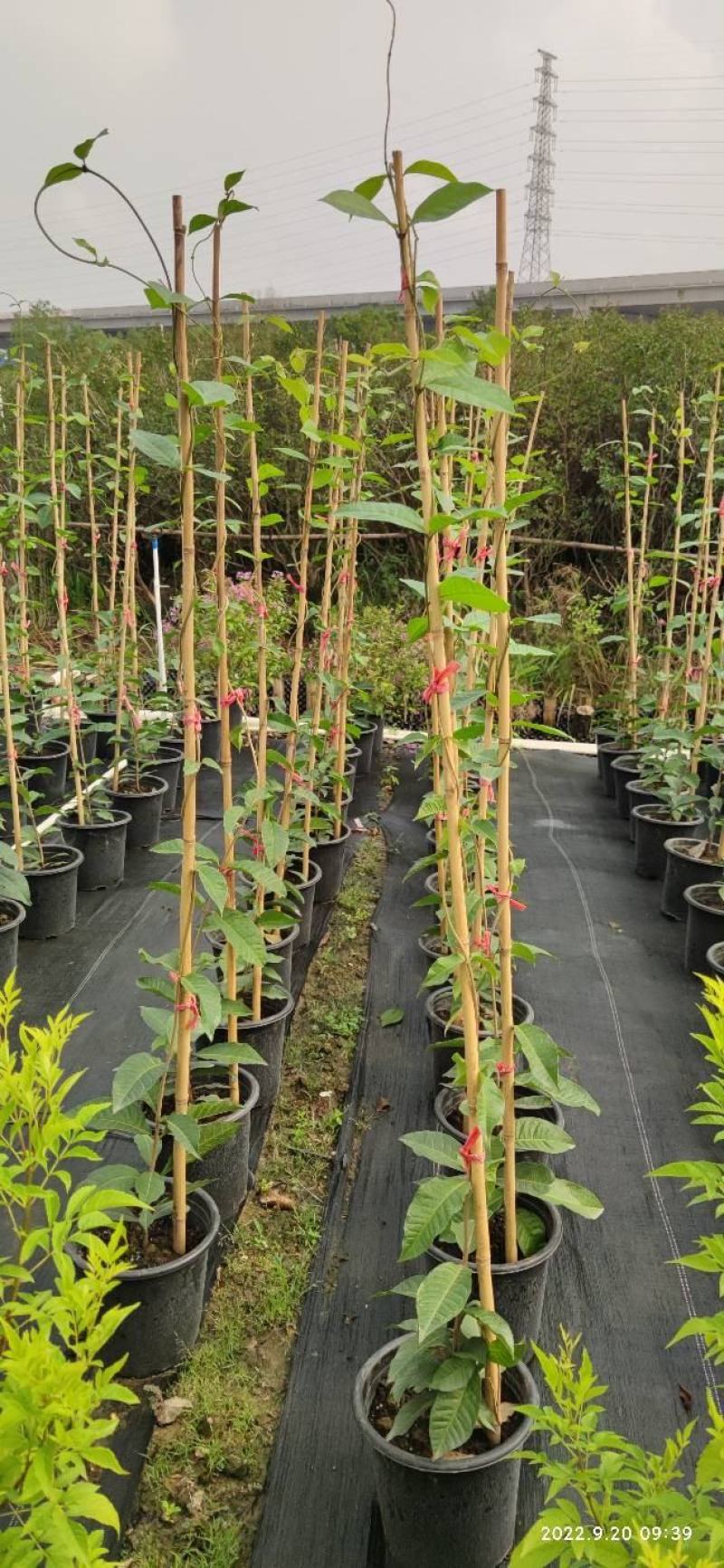 蓝花藤，紫花藤，泰国许愿藤，多年生，四季开花