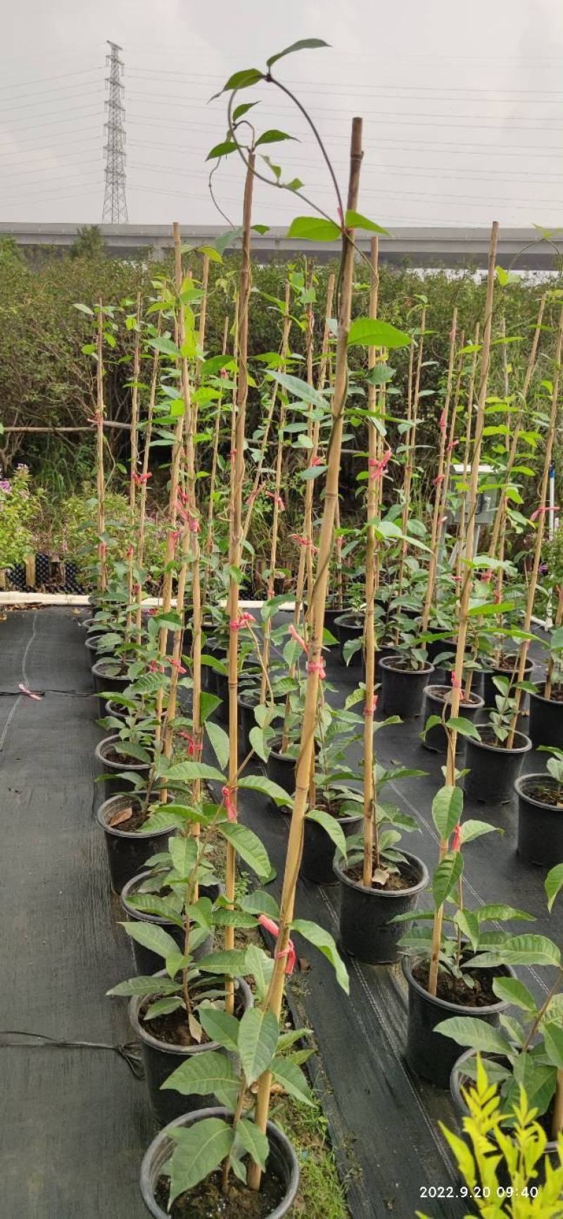 蓝花藤，紫花藤，泰国许愿藤，多年生，四季开花