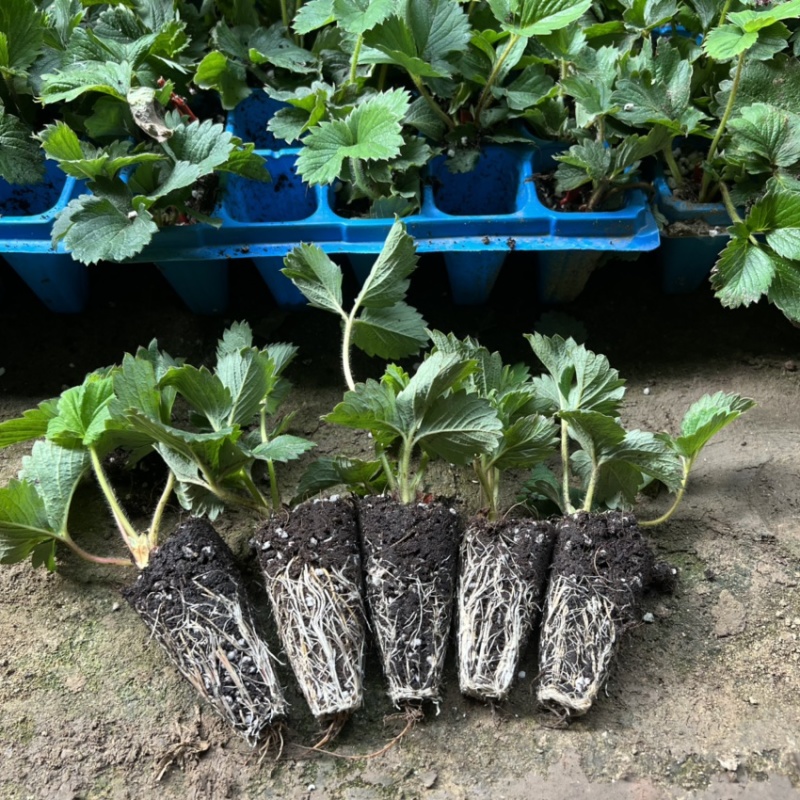 香野草莓苗隋珠草莓苗抗病能力强香蕉草莓越秀宁玉天仙醉