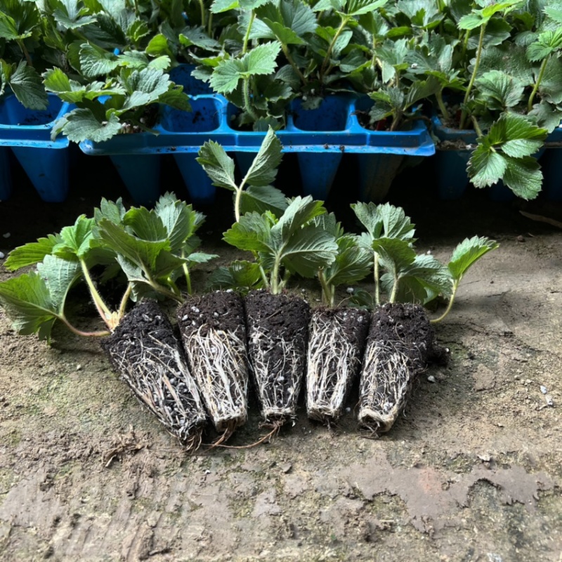 香野草莓苗隋珠草莓苗抗病能力强香蕉草莓越秀宁玉天仙醉