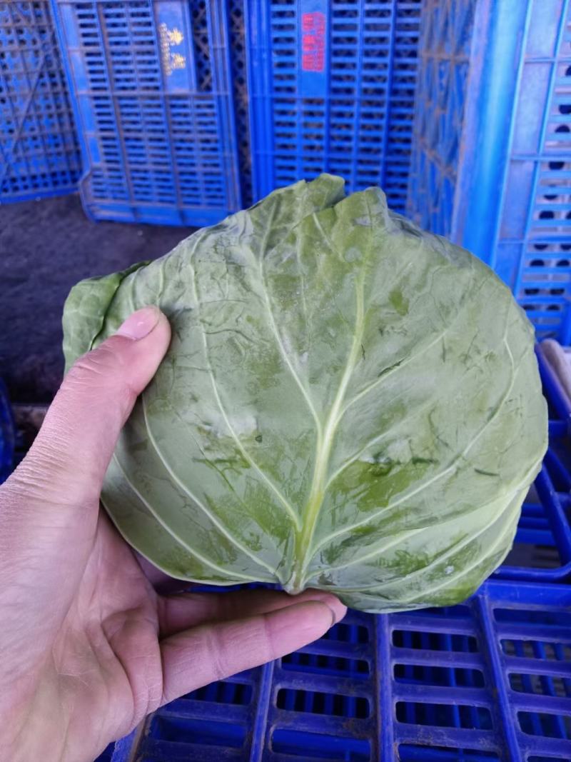 惠民甘蓝产地直供，随到随装，价格美丽！对接商超，