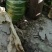 水果箩卜