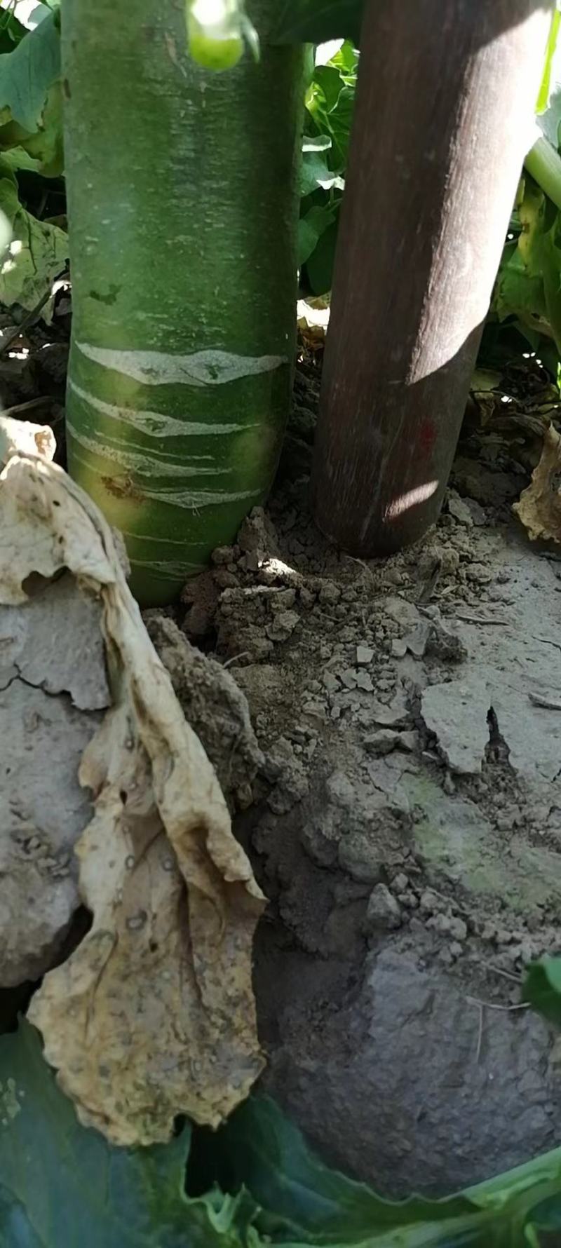 水果箩卜