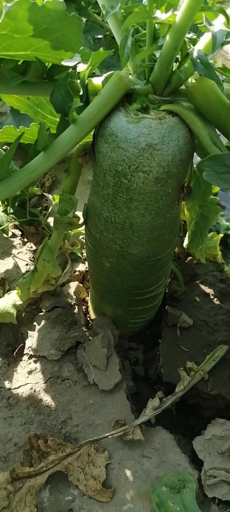 水果箩卜