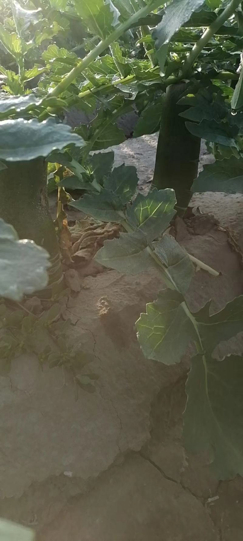 水果箩卜