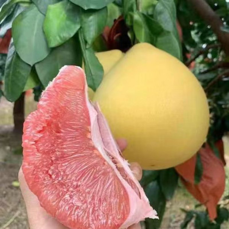 湖北红心蜜柚大量上市，果型漂亮，皮薄肉厚，颜色红，口感甜