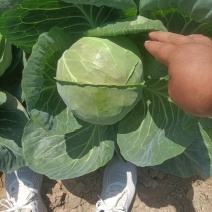 精品甘蓝，圆包菜大量上市中质量有保证，欢迎新老顾客来订购
