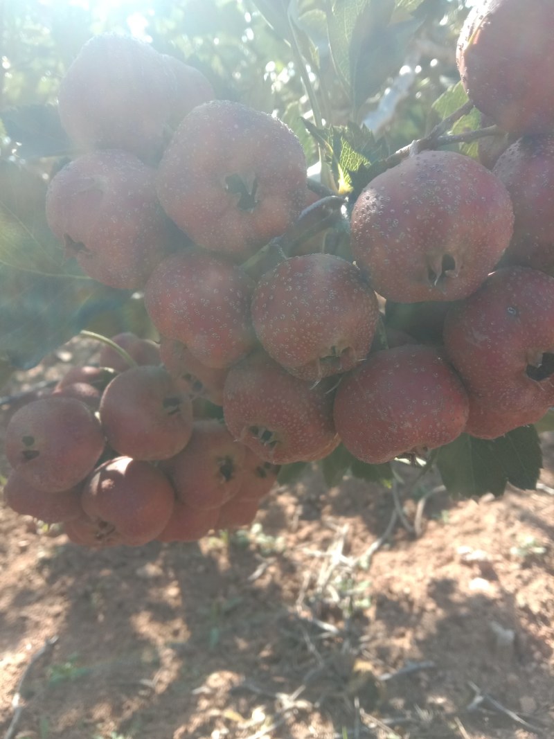 大金星山楂