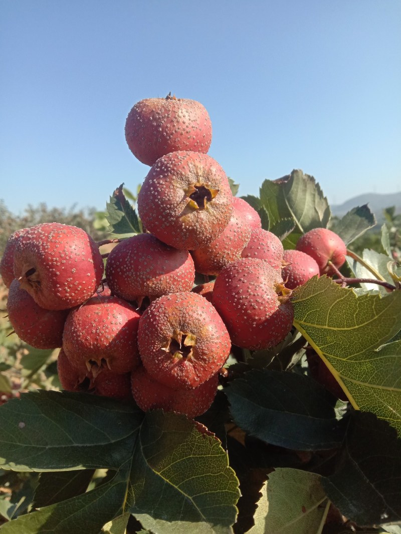 大金星山楂