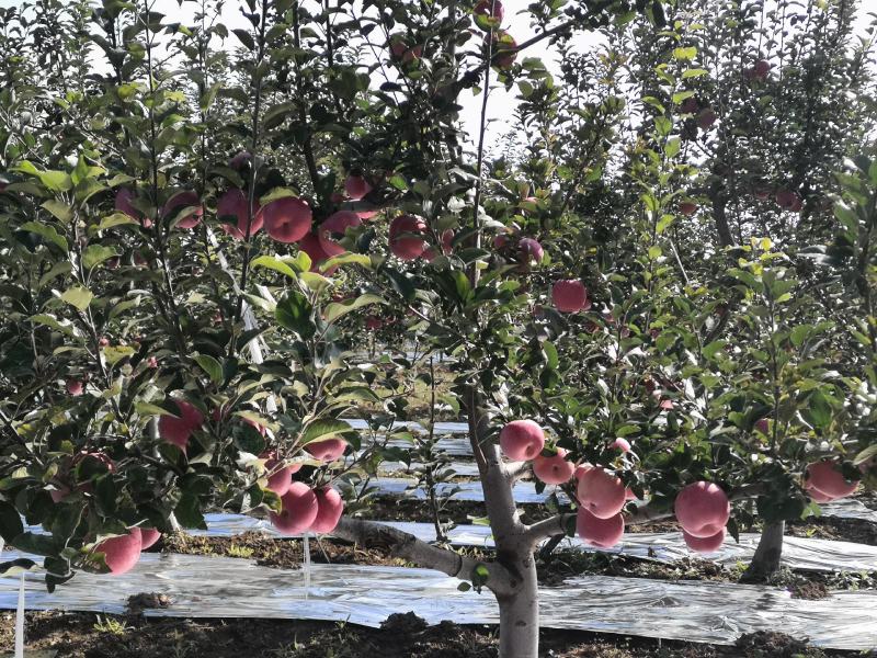 甘肃泾川富士苹果