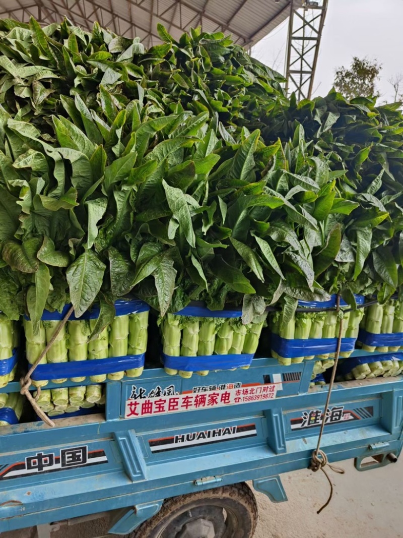 红尖叶莴笋三青莴笋无花无苔质量很好量大从优