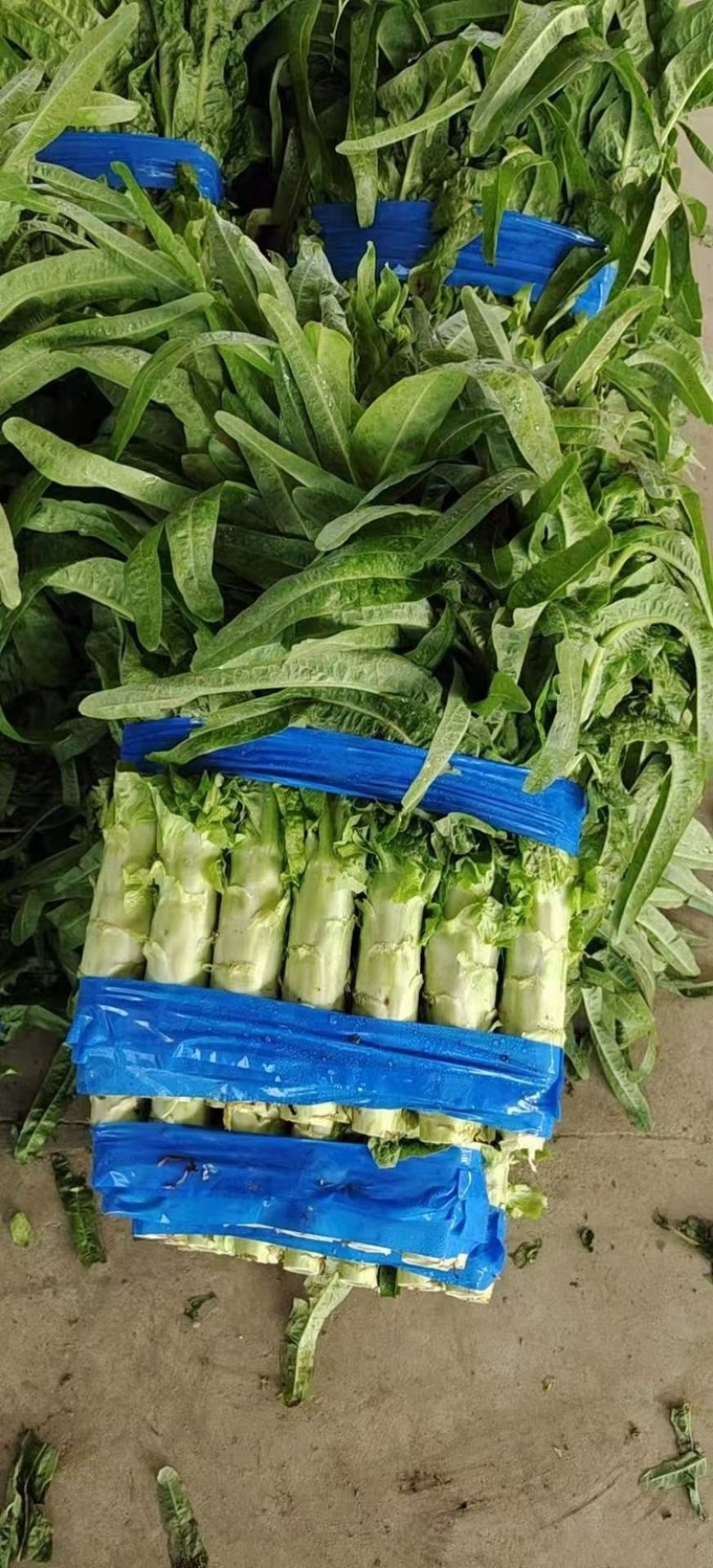 红尖叶莴笋三青莴笋无花无苔质量很好量大从优