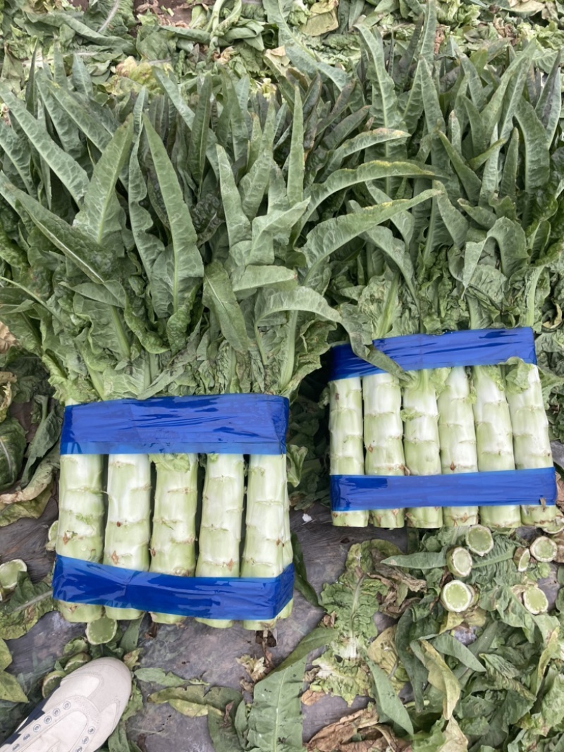 红尖叶莴笋三青莴笋无花无苔质量很好量大从优