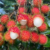 保亭7号红毛丹海南热带水果一件代发招代理