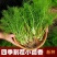 杜绝假货茴香种子茴香籽割茬茴香籽大扁秸菜籽蔬菜种子盆栽